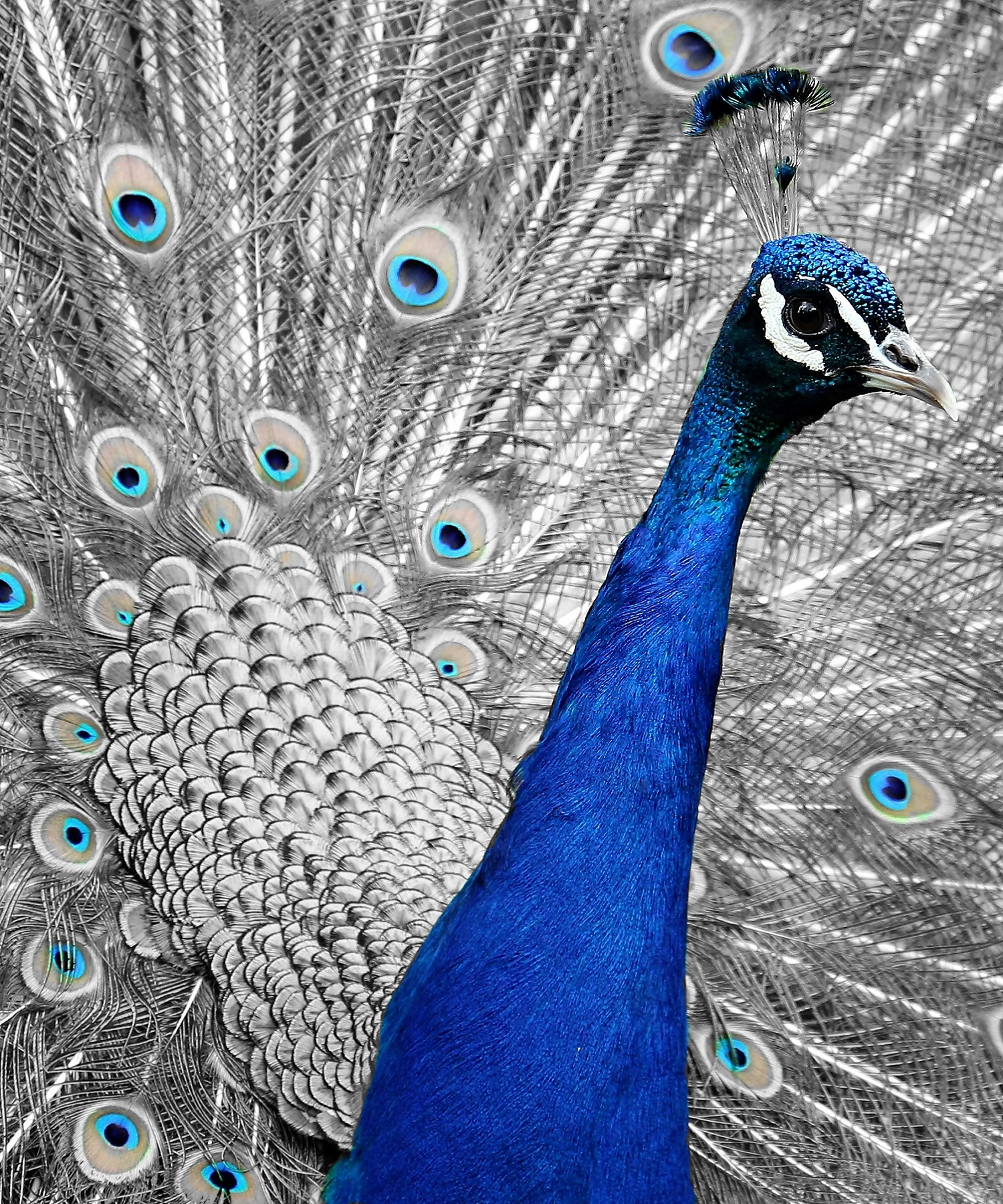 The I - Peacock